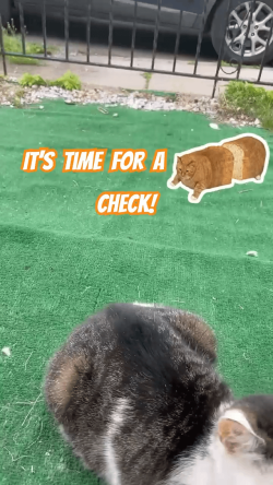 Loaf Check Time!