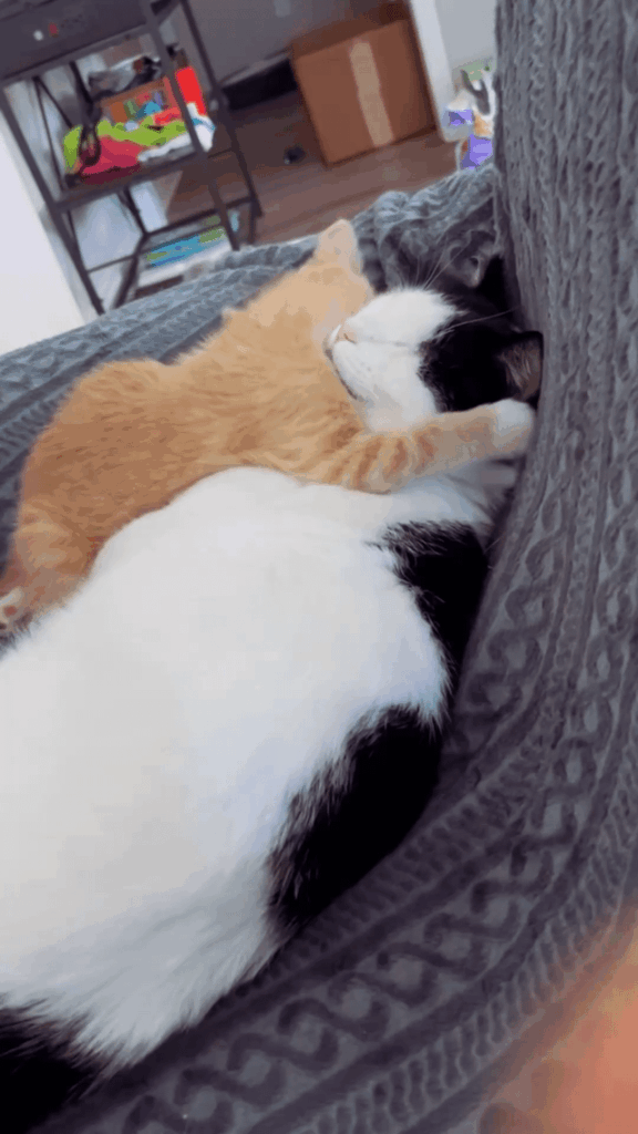 Foster kitten with one of our resident cats
