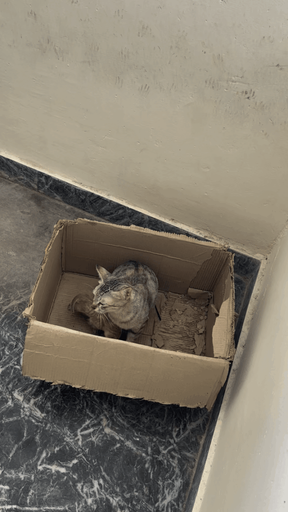 Need urgent help with rescue kitten