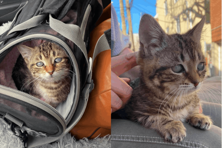 Kitten Born into Neglect Defied Every Odd, Now This Forever Kitten Is