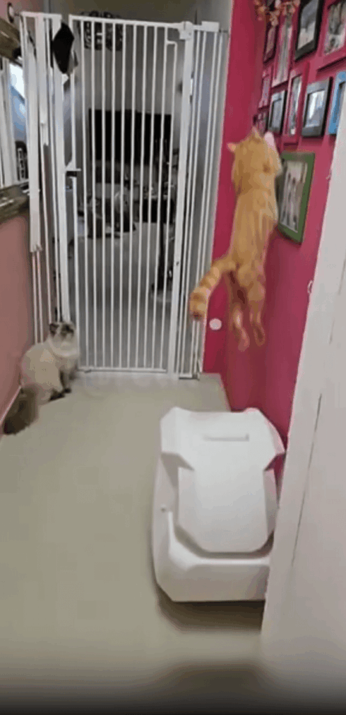 Claw Fugitive