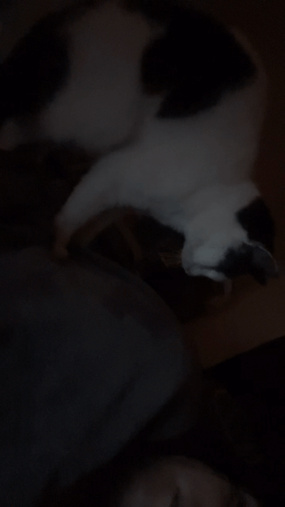 My masseuse after a long day