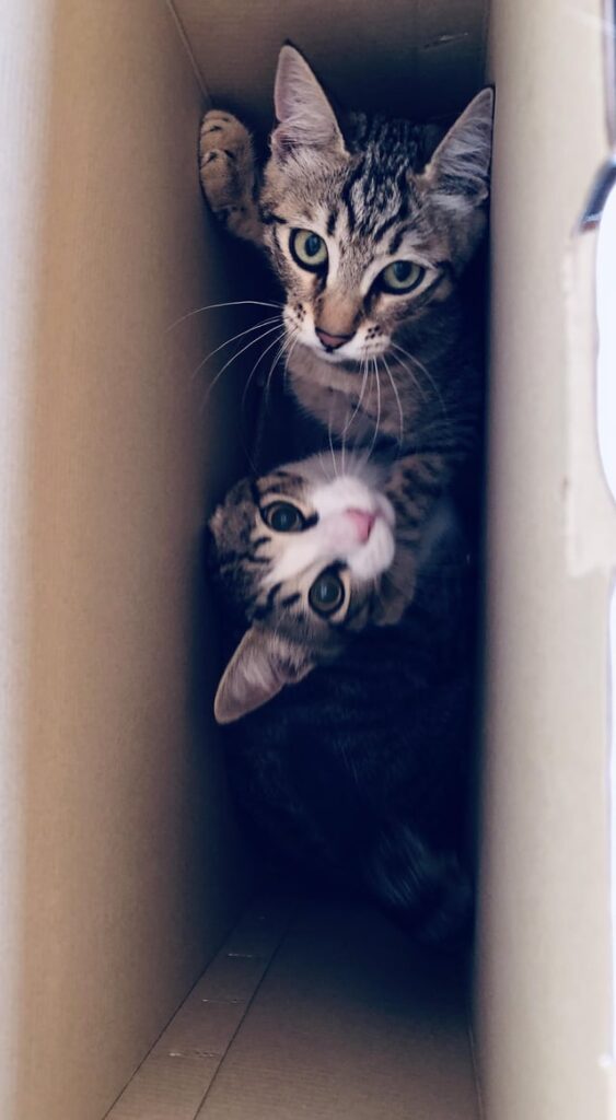Illegally smuggling kitten shipment !