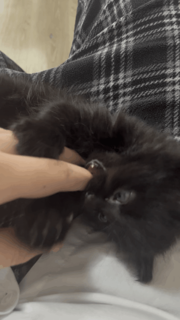 New Kitten, is she playing or does she hate me