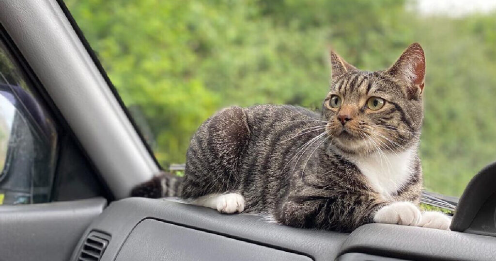 Quick Tips For Road Trip ‘Purrfection’ With Your Cat