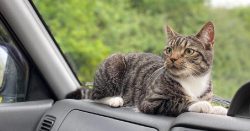 Quick Tips For Road Trip ‘Purrfection’ With Your Cat