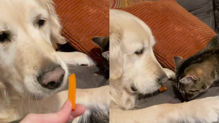 Cat Gets a Bite of Golden Retriever’s Carrot, Showing They’re True