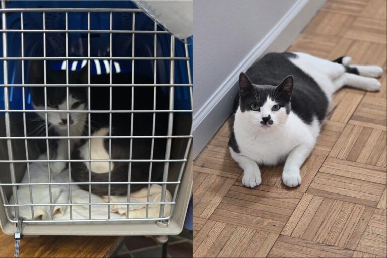 Cat Goes Quiet in Shelter After Losing Her Person, Then Becomes a