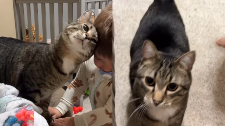 Cat Insists on Starting His Day With Little Boy, There’s No Other Way