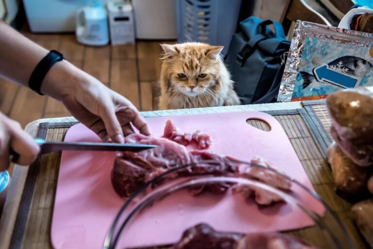 Could This 19th-Century Technology Save Raw Pet Food? How E-Beams Are