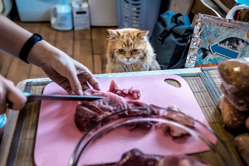 Could This 19th-Century Technology Save Raw Pet Food? How E-Beams Are