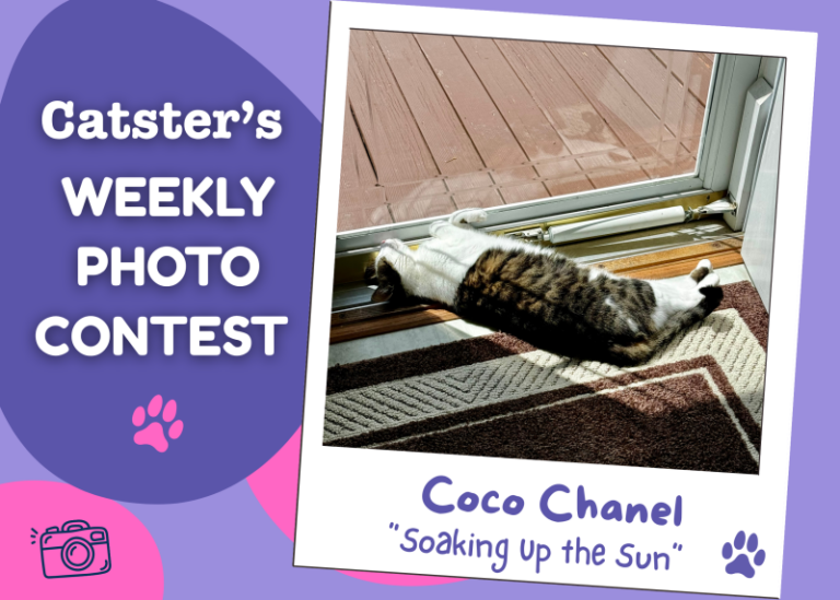 Catster’s Weekly Photo Contest Winners: Soaking Up the Sun (May 11,