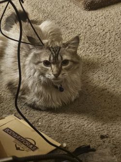 The loaf is judging me