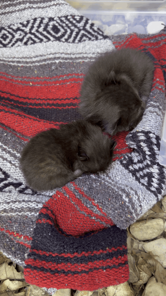 Found these kittens in a flower bed. The momma cat is wild. There is