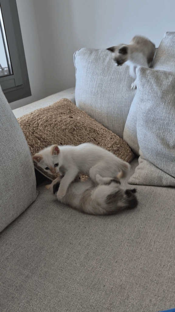 Kittens after rescuing pregnant mum