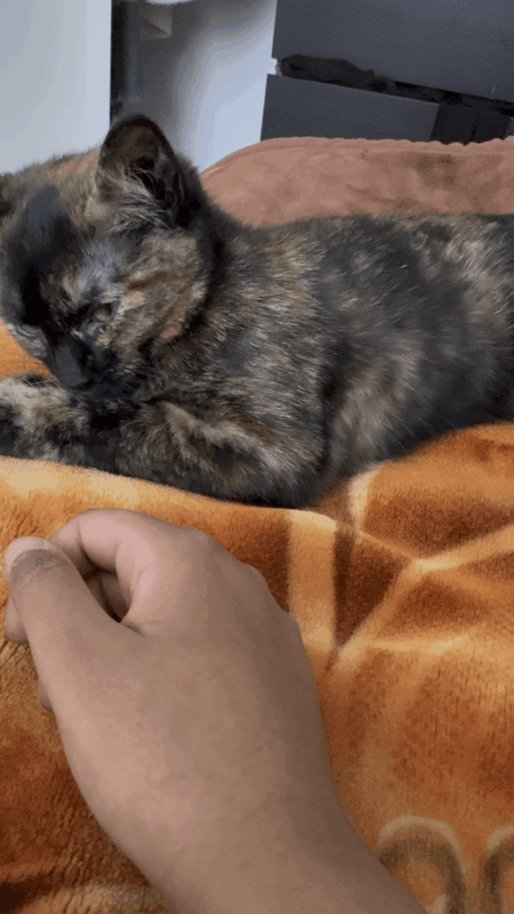Why does my kitten like holding my hand when she sleeps