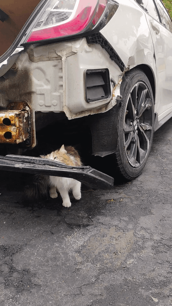 Meowchanic assesses damage