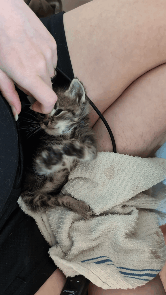My newest foster Bug wants to say hello~