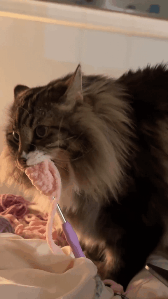 My cat does this every time I play George Michael. Is this normal?