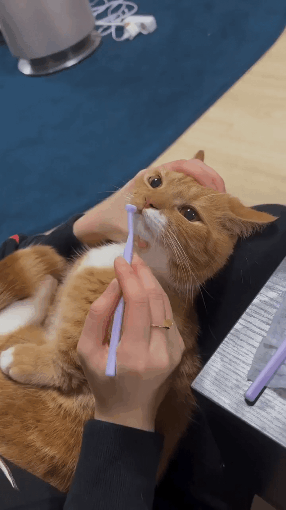 His orange software crashed during toothbrush time