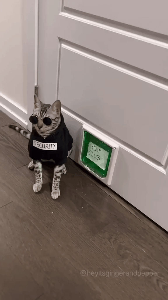 Cat Club!