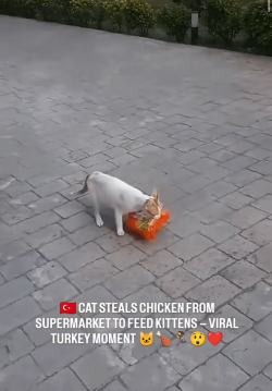 A thief