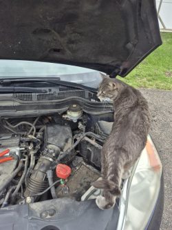 Meowchanic