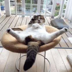 Only Paws content creator