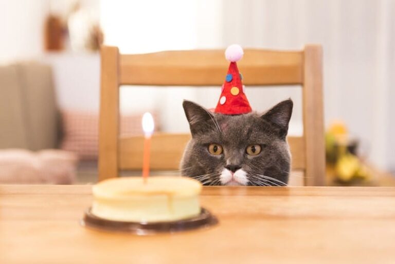 Why 2026 Is Being Called the “Year of the Cat”