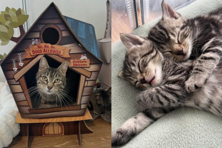 Mom Cat and Her Kittens Rescued from Colony Beat Odds and Found Their