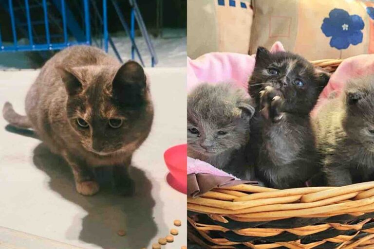 Cat Wanders Neighborhood for Months Until She Finds People Who Not