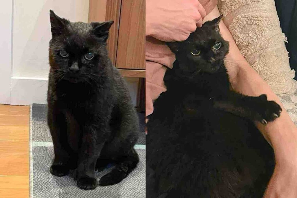 Rescue Team Took in a Cat Found on an Industrial Site and Watched Him