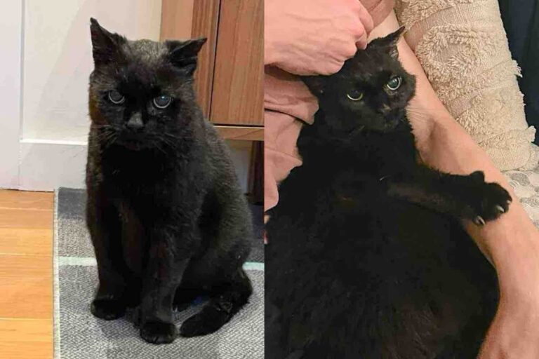 Rescue Team Took in a Cat Found on an Industrial Site and Watched Him