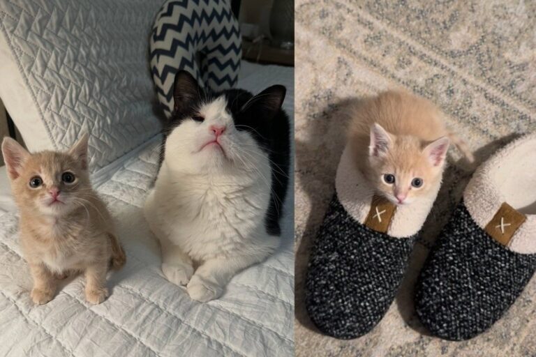 Kitten Arrives at the Shelter All Alone, Meets a Resident Cat Who