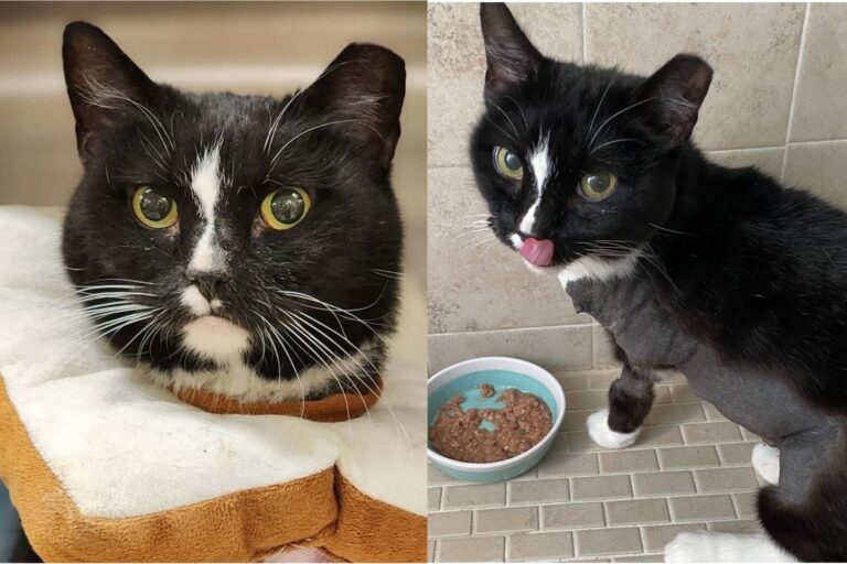 Rescue Cat Came with Every Obstacle Stacked Against Her and Refused