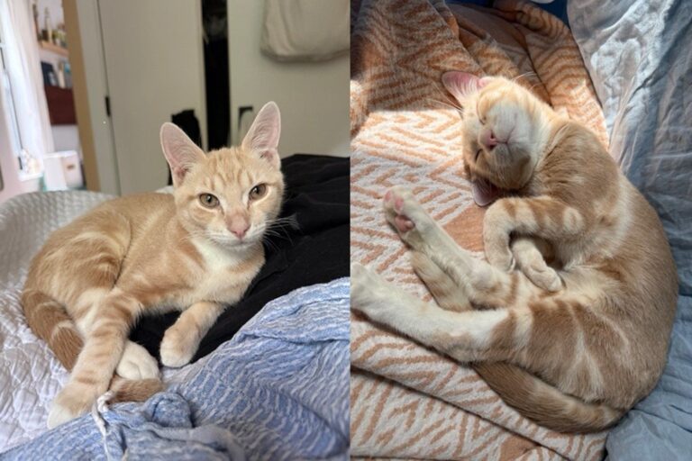 Wobbly Kitten Overlooked by Everyone Turns Out to Have the Most