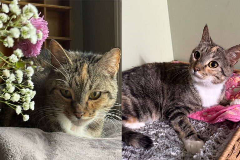 Small Cat Found Abandoned in a Box on a Frigid Day Refuses to Give Up