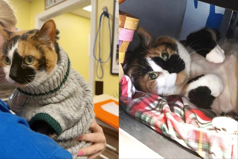 Senior Cat Spent Six Years Forgotten in a Basement and Refused to Let