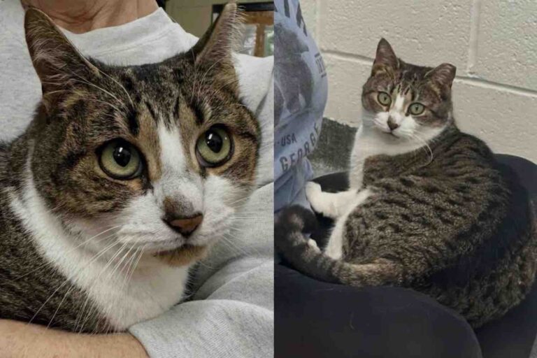 Cat Found Outside Seeking Warmth and Food Now Longs for Trust and a