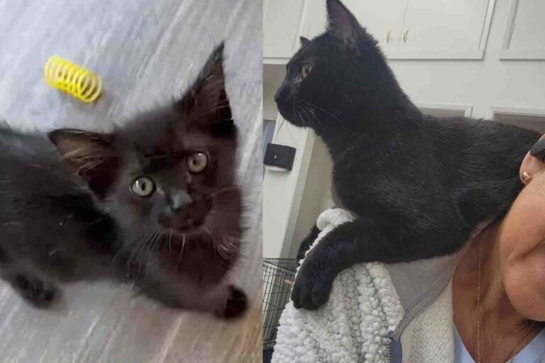 Given a Second Chance a Kitten Proves To be Quite the Fighter and