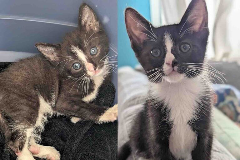 Bus Driver Notices Tiny Cat Stuck in Electric Gate and Helps Give Her