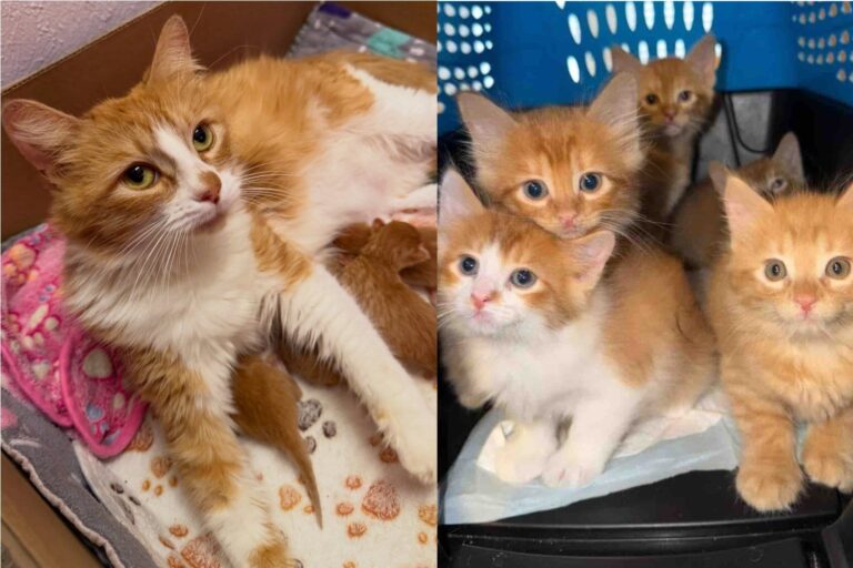 Shortly After Cat Was Found at an Apartment Complex, She Had Kittens,