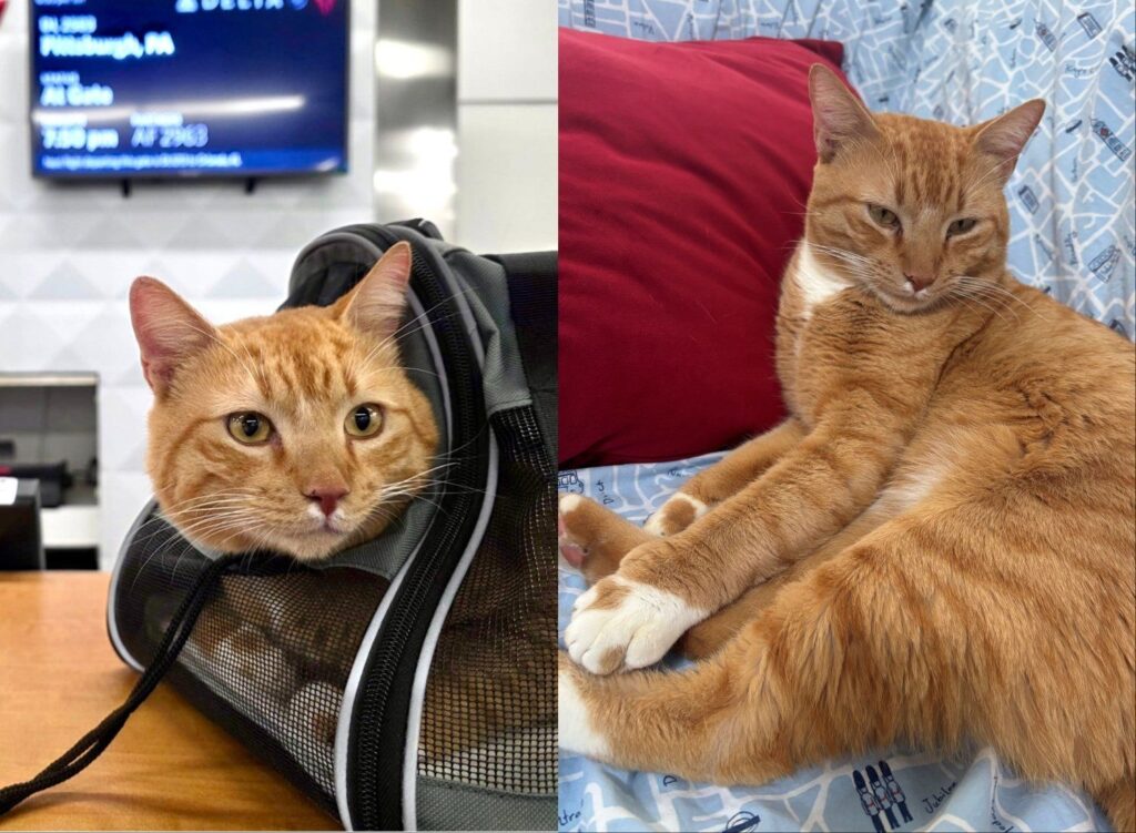 Stray Cat Found at Caribbean Resort Completes Long-Distance Rescue