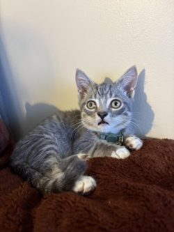 Smol silly guy
