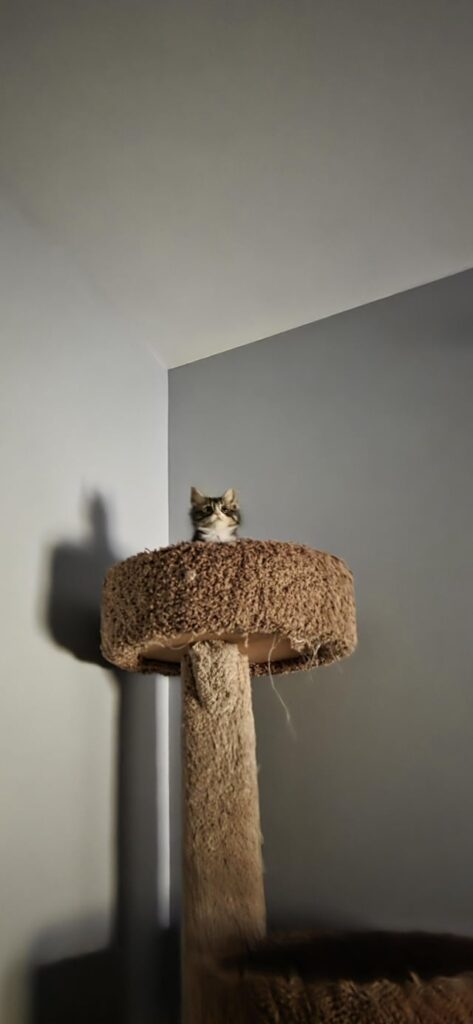 Tiny Criminal on top of the tower