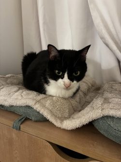 Meet Catterson