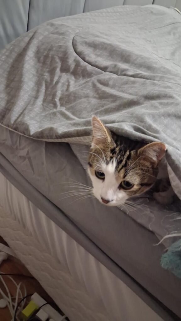 Bed maker