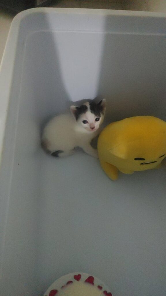 Hey everyone meet my new kitten!!