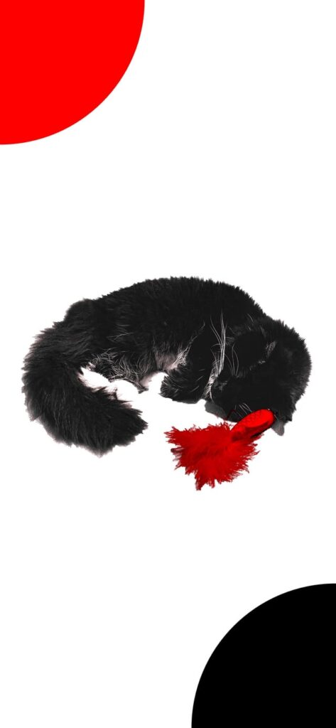 Used a photo of my cat for a phone wallpaper