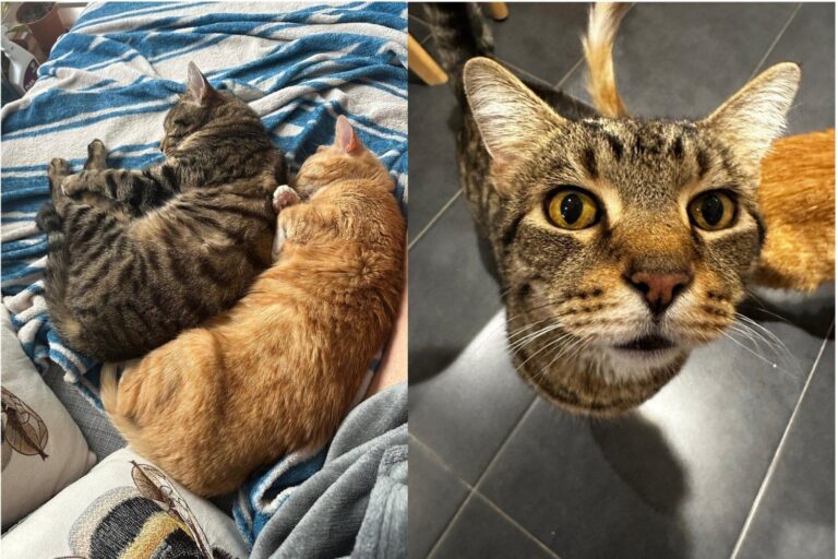 Senior Cat Brothers Forced to Start Over, Caring Foster Helps let